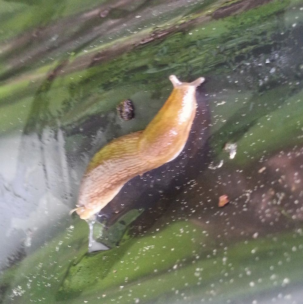 No description my ass. This is a slug on a trash bag (for those of you who need the alt text_. The rest of you can forget you read this.