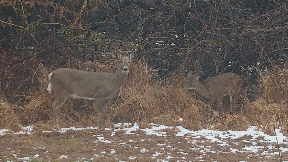 Two whitetail deer standing at a tree-line. One is eating grass.