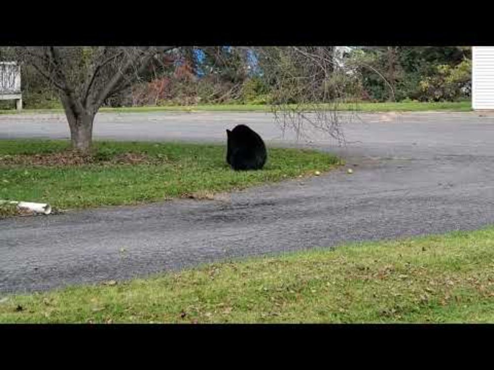 Black bear eating fallen apples.