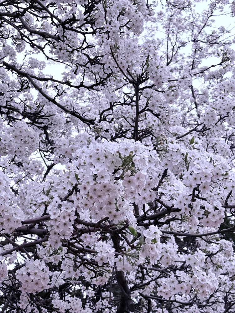 Close up of the flowers on a cherry blossom tree
