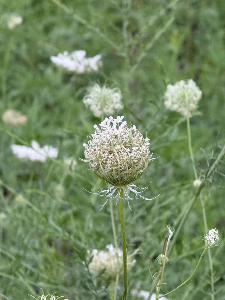 Prickly white wildflower