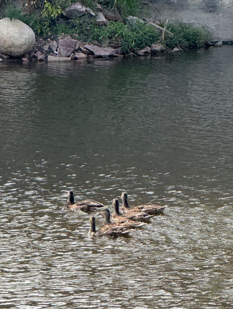 5 ducks on the water
