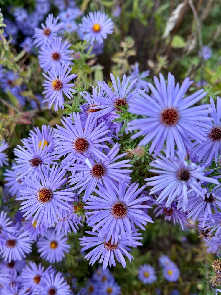 Purple flowers
