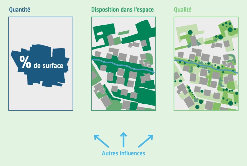 La quantité, la disposition dans l’espace et la qualité sont les facteurs principaux influençant la biodiversité dans l’espace urbain. Viennent s’ajouter d’autres influences telles que la pollution lumineuse, les pièges et les espèces exotiques envahissantes. Plus de détails sont à retrouver dans le rapport « Valeurs indicatives et critères de qualité pour la biodiversité dans l'espace urbain » du Forum Biodiversité Suisse.
