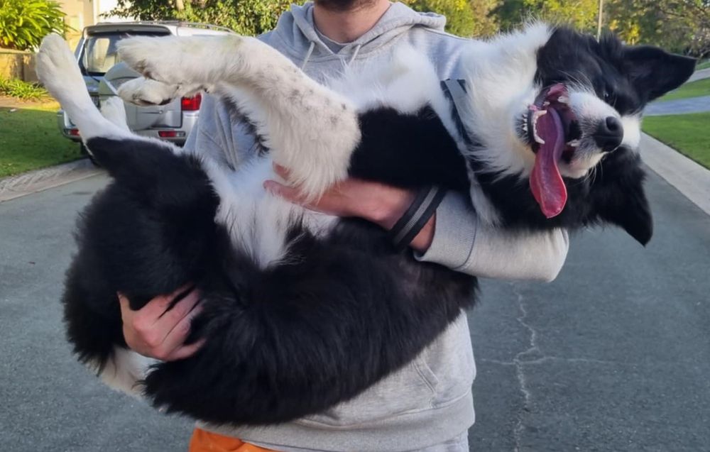 A black and white border collie being carried
