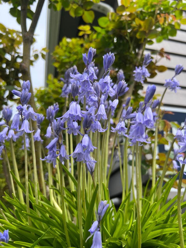 Bluebell flowers