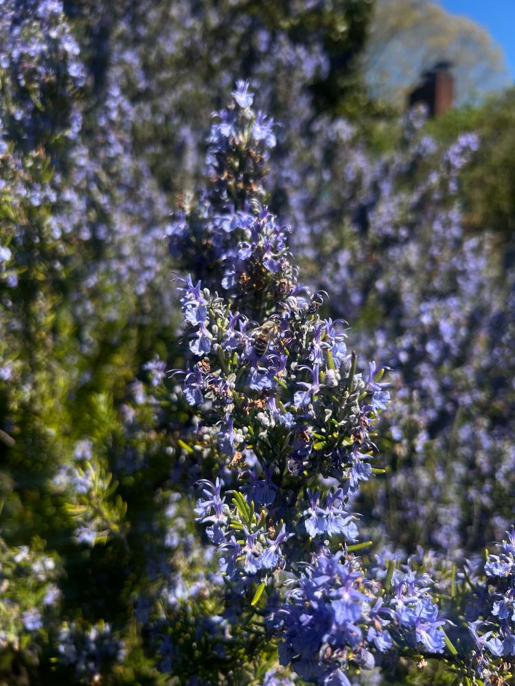 A bundle of Rosemary flowers caress a lovely little honey bee. 