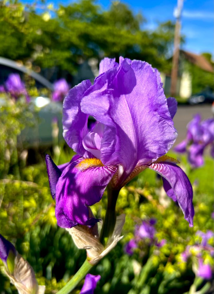 Light purple iris glowing from the setting sun 