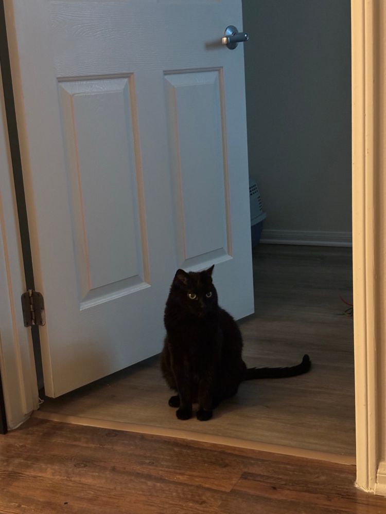 A black cat sitting in a doorway.