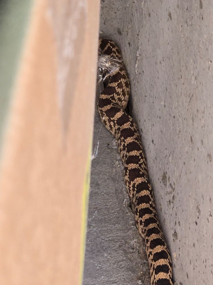 A gophersnake that crawled into a hole in my garage floor and made itself at home. His name is Tony.