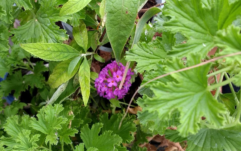 große, hellgrüne Duftpelargonienblätter, dazwischen eine kleine, magentafarbene Blüte eines Sommerflieders