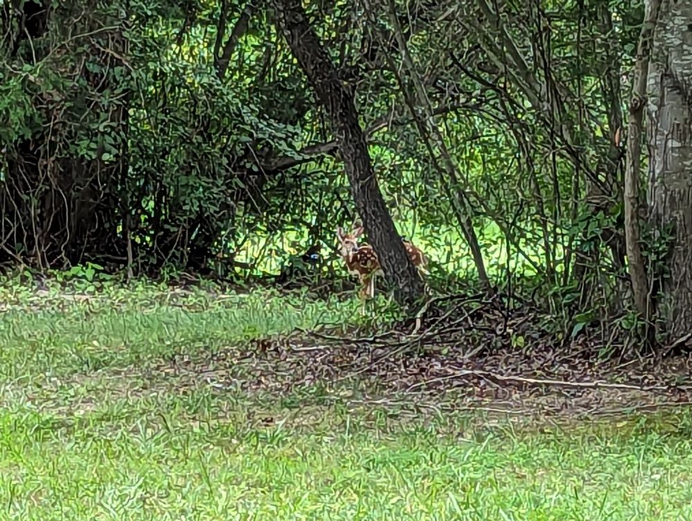 A wee baby deer in some bushes.