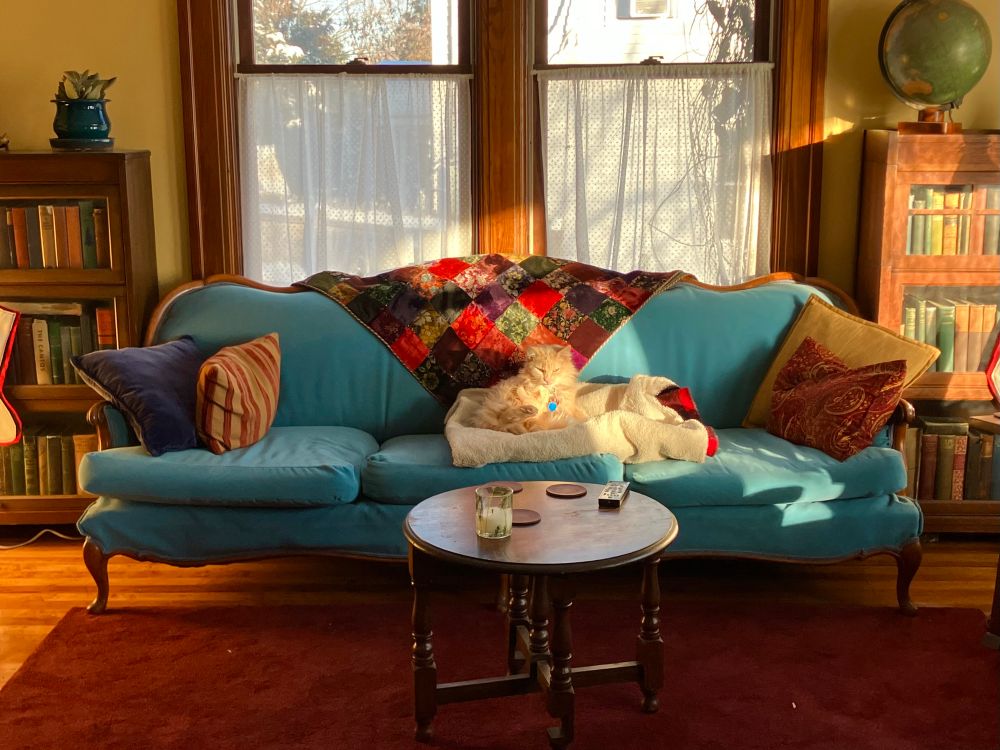 A spoiled-ass orange cat seated in a cushion on a blue antique sofa, in a yellow living room that is awash in morning light and lined with bookcases filled with old books 
