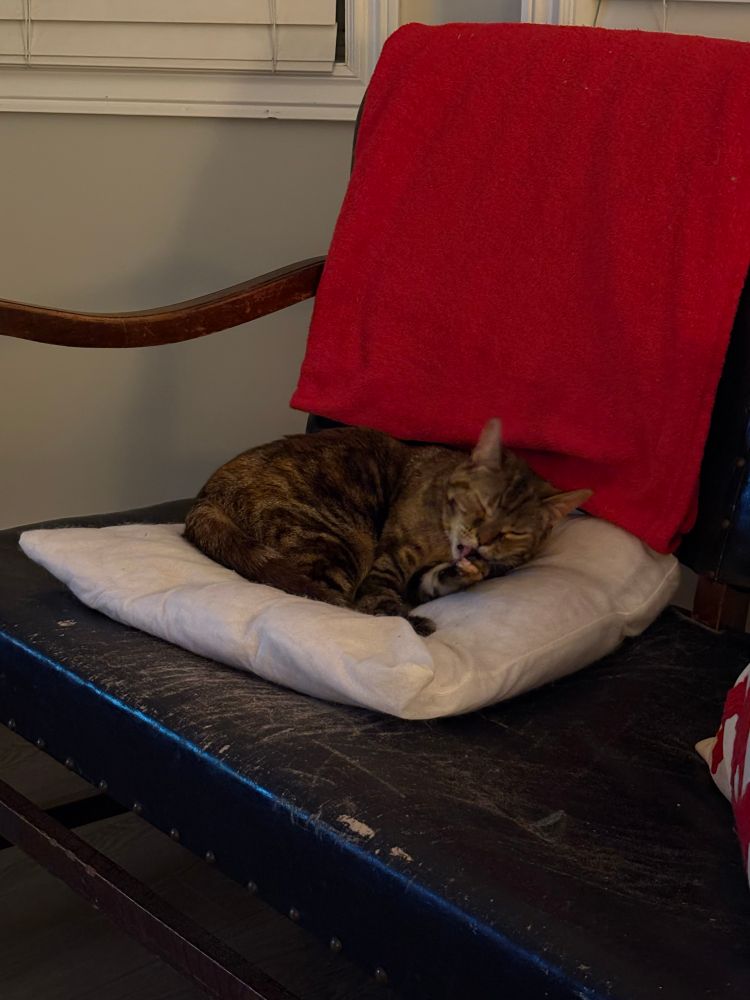 Margo, a little cat on a pillow 