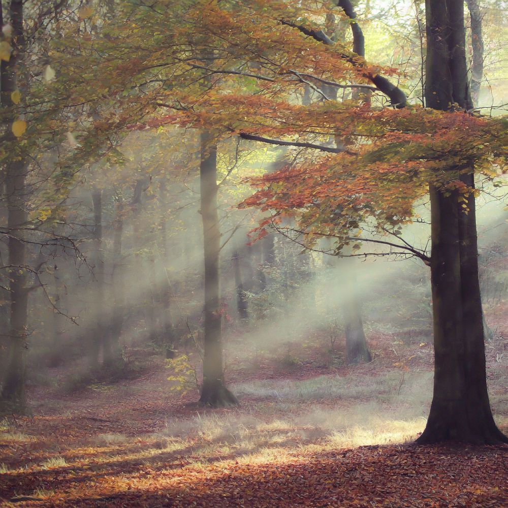 Das Bild zeigt einen Wald mit Bäumen und Blättern im Herbst. Die Sonne scheint durch die Bäume und wirft ein warmes Licht auf die Blätter. Die Blätter sind bunt, mit Gelb, Orange, Rot und Braun. Sie fallen von den Bäumen und bedecken den Boden. Im Vordergrund des Bildes ist ein Baum zu sehen, dessen Blätter bereits vollständig abgefallen sind. Der Stamm und die Äste des Baumes sind schwarz und kahl. Im Hintergrund des Bildes sind weitere Bäume zu sehen, deren Blätter noch teilweise grün sind. Das Bild vermittelt eine ruhige und friedliche Stimmung. Die Farben des Herbstes sind warm und einladend. Die Sonne scheint durch die Bäume und lässt den Wald erstrahlen.
