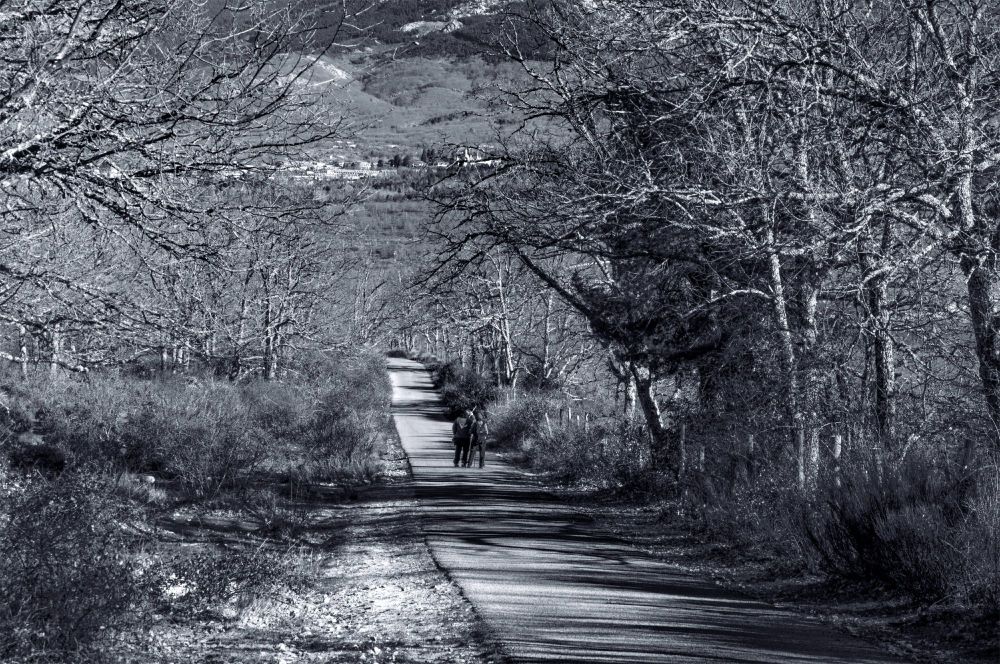 Edición en Blanco y negro. Al fondo La Granja de San Ildefonso vista desde  el camino de la Cruz de la Gallega en Valsain (Segovia). Fotografía de 2019.