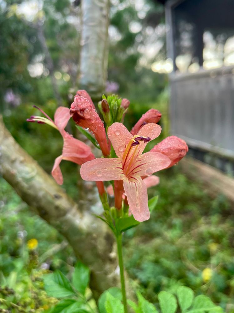 Tecoma capensis Hammer’s Rose (likely actually a hybrid in my opinion due to habit) daybreak coral tubular flower