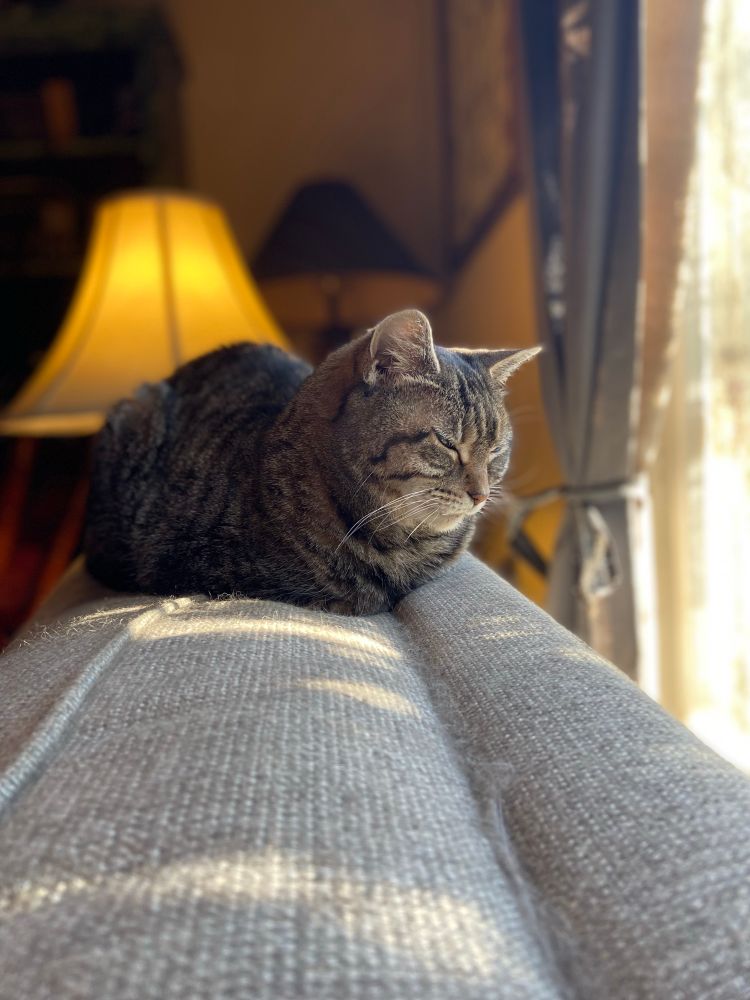 Sheik the grey tabby cat loafing on the back of the couch