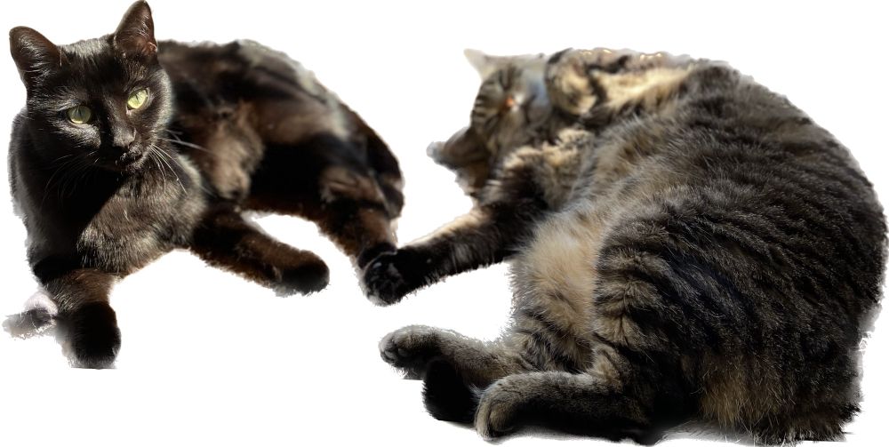 Sheik and Zoë lying on the porch in the sun but cropped to just show the cats