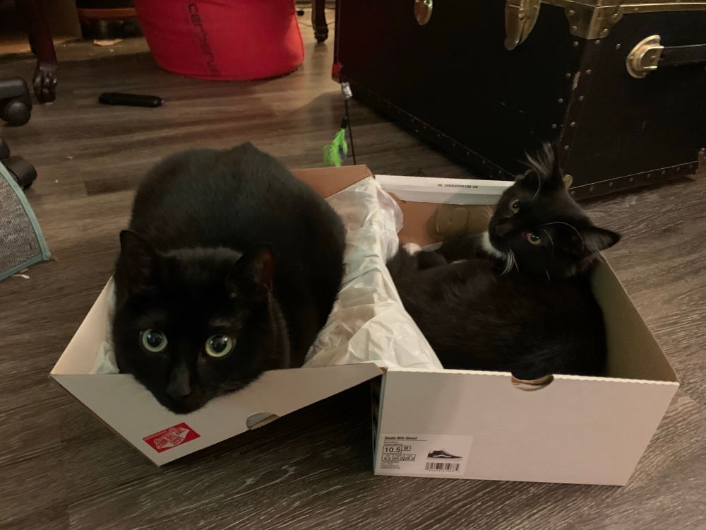 Zoë the black cat and Sam the black and white tuxedo longhair cat sit in both sides of an open shoebox. 
