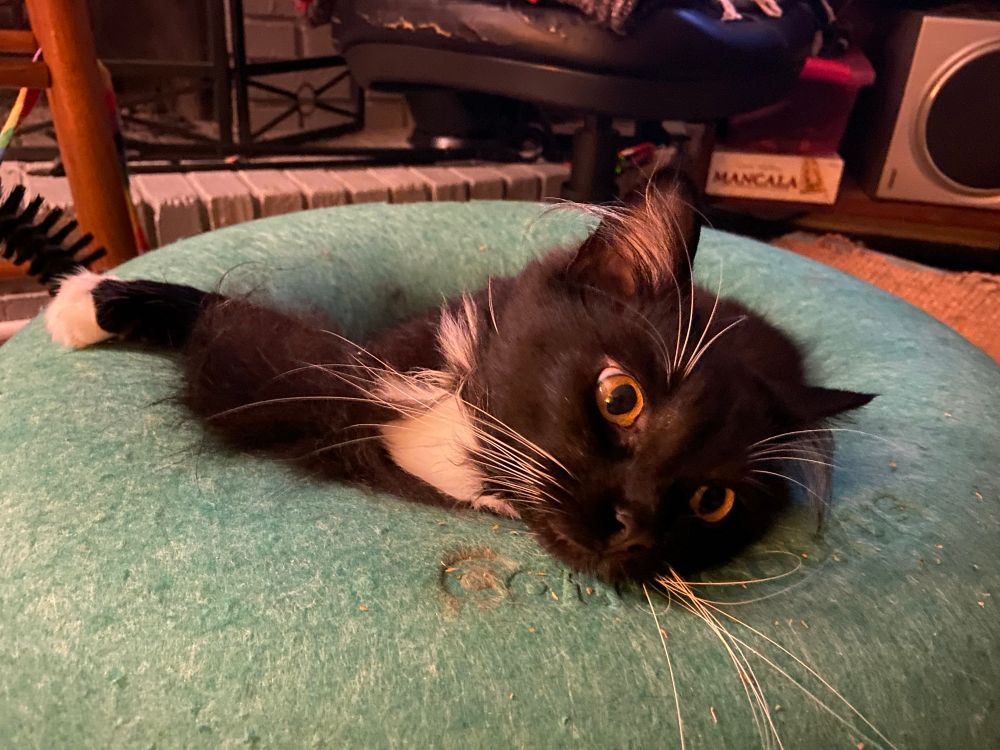 Dr Salmon Long the black and white tuxedo longhair cat lying on a green peekaboo cat cave from Cattasaurus 