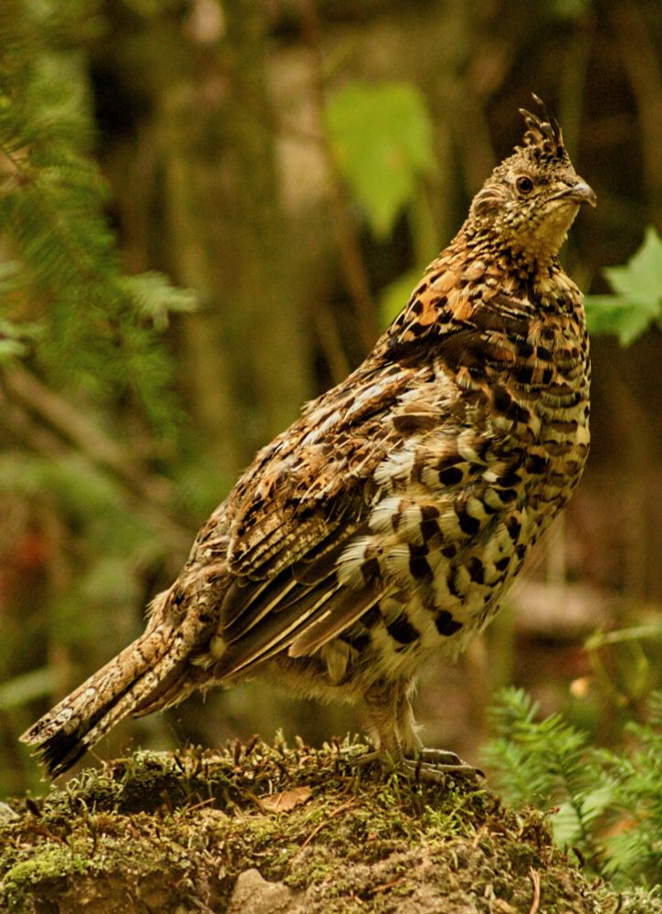 ruffed grouse