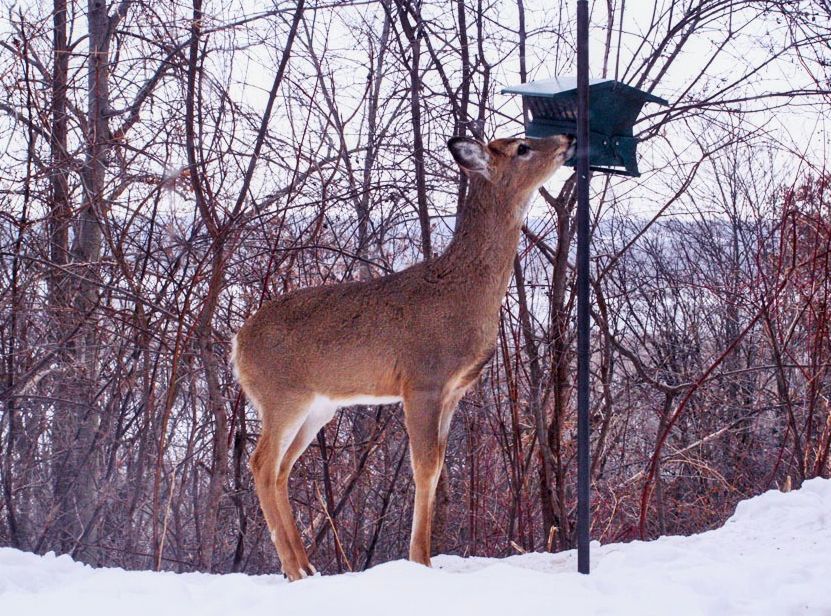 deer eating from the bird feeder