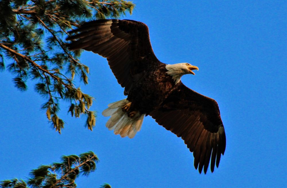 bald eagle taking flight from pine tree