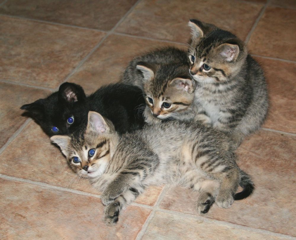 four no-longer-helpless kittens, three tabbies and a black