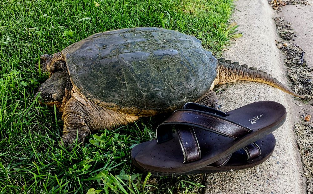 common snapping turtle