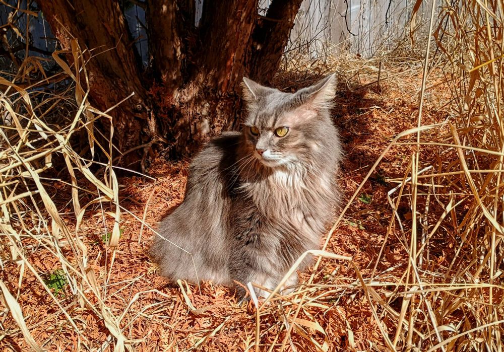 the furry cat enjoying some time in the sun