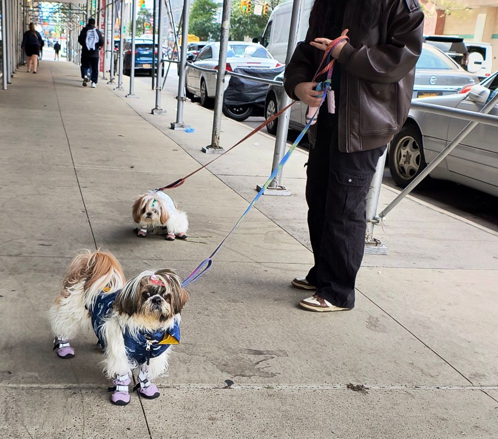 Two small dogs without say medium length for most of the fur is white with some strawberry blonde parts. One of them in the back is snipping the sidewalk as they were looking for a place to pee but the other one in front is looking right at the camera. These dogs were very very stylish they had outfits on and little cute little booty shoes and barrettes and they are so freaking cute. They're human who was walking them on a leash we only see them from The shoulders down but they are wearing Black coat and black pants and shoes. The dogs were far more stylish than the human and myself