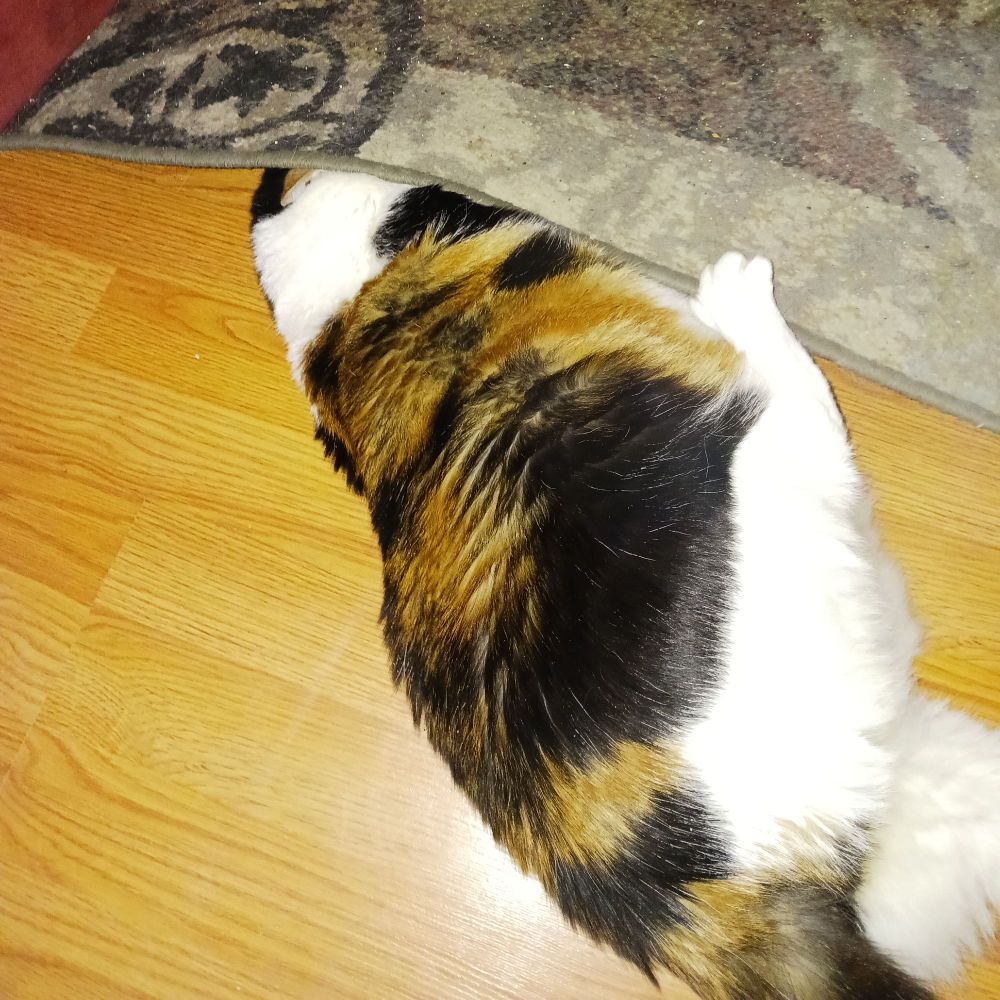 A large calico cat lying on a hardwood floor with her head under a rug.