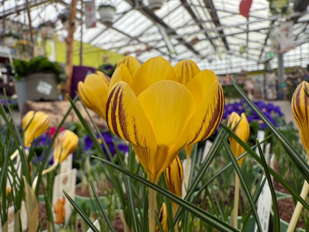 In a giant greenhouse under a glass roof are tables filled with plants. The picture focuses on a yellow brown-striped cone shaped flower growing up vertically between its green foliage