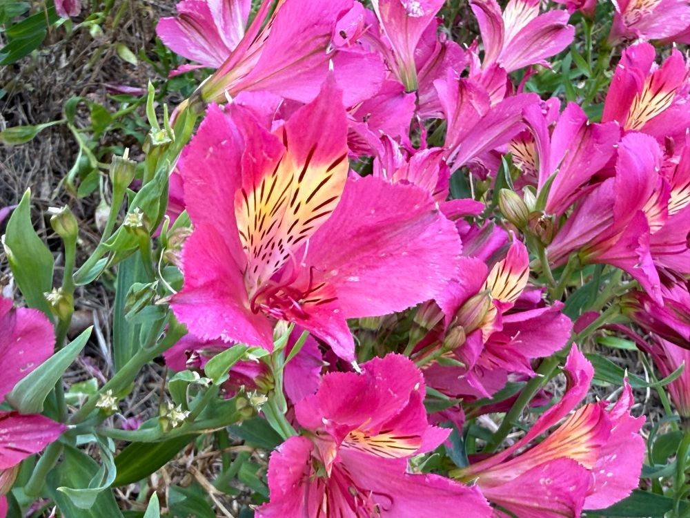 A bunch of forward facing cone shaped pink flowers with a yellow colored patch dotted by light brown lines