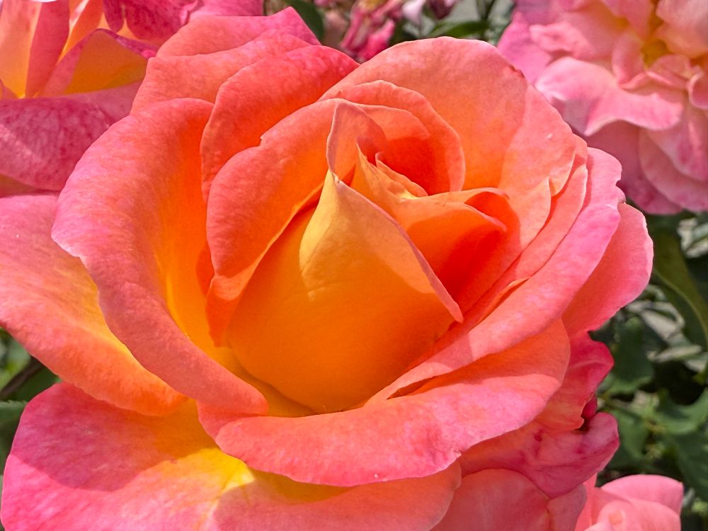 A closeup of a so partially closed off pink rose which has underlying yellow accents, resulting in a beautiful gradient colour