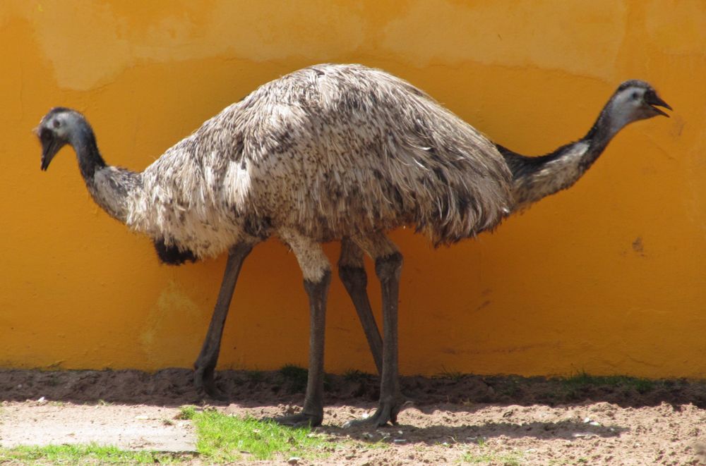 Two emus (large fluffy flightless birds) are standing one facing left, the other right, and the body of the left facing one obscures the body of the other, so that they look like one large four-legged animal with a head and long neck at each end, like the Pushmi-pullyu from the Doctor Dolittle stories by Hugh Lofting.