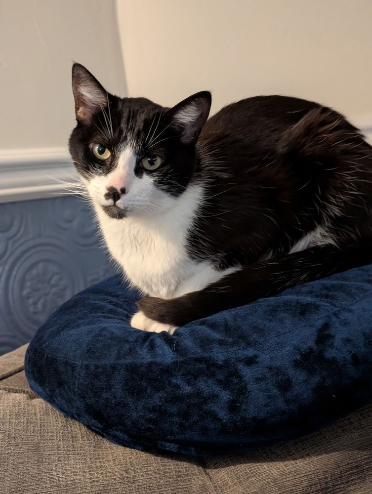 A tuxedo cat is looking at the camera. He is loafed with tail around his feet and sits on a plush pillow on top of a couch.