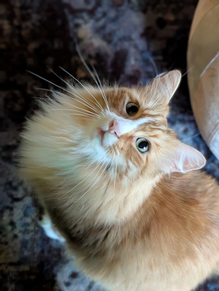 Dandelion, a large fluffy orange and white cat, sits patiently looking up at the camera as if waiting for an answer. 