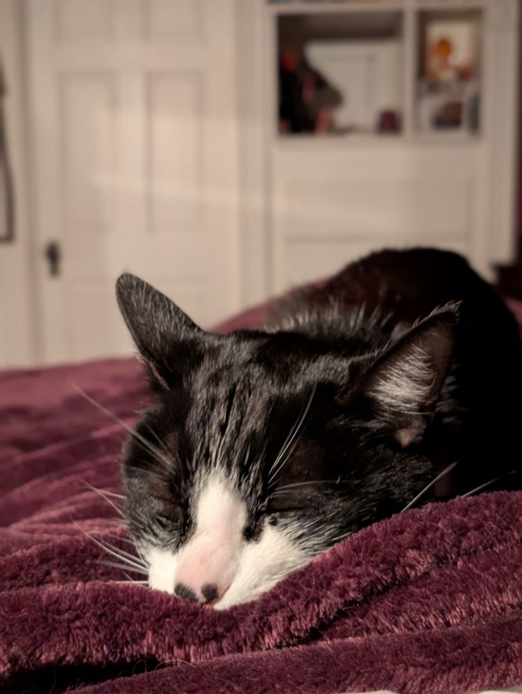 A tuxedo cat is sleeping with head stretched towards the camera on a giant fuzzy blanket in caretaker's lap. 