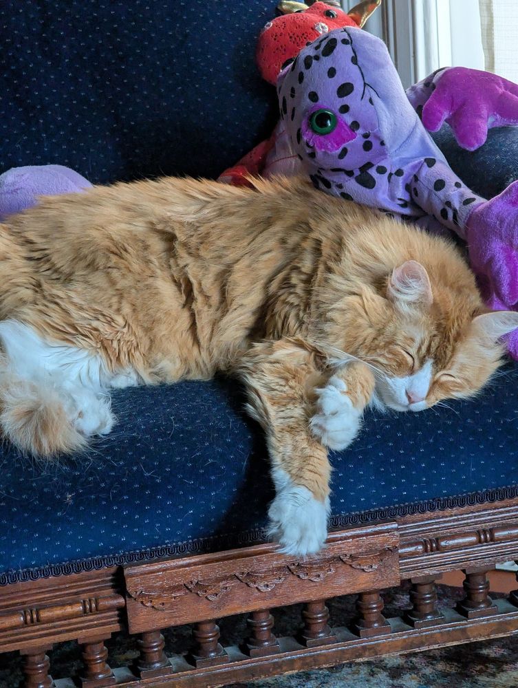 Giant fluffy orange cat with white nose and paws sleeping in an antique chair with stuffed animals surrounding him.