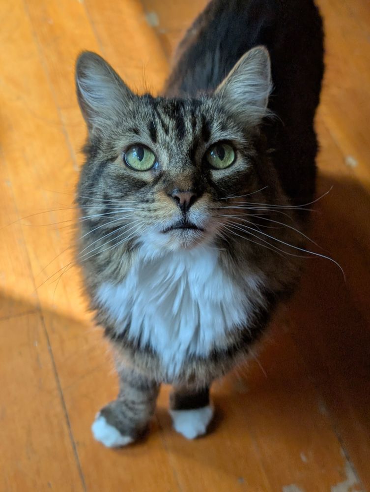 A silver, grey, and white tabby with green eyes stares at the camera while standing on a light wooden floor.