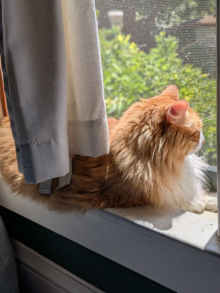 A giant fluffy orange and white cat lays on a window sill in a sunbeam watching the world go by.