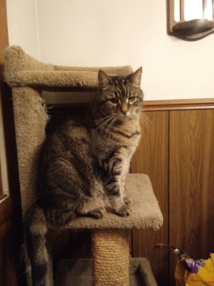 My brother's cat, Mew, sitting on his cat tree.