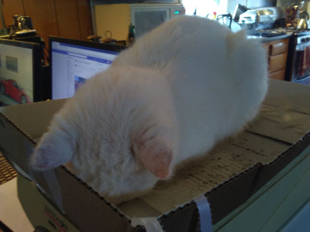 cat.exe has crashed.  Sending error report...

My sister's all-white cat Elbereth is loafing -- face-down -- on a torn cardboard box lid sitting on top of a printer (to protect it from cat hair) at our parents' house.

She loved laying there because it was warm and right in front of the front door, which also happened to be between the living room and the kitchen, so that when anyone walked in, she would stick her head out at them and demand pets.  She was a queen.  A drooling, derpy, oh-so-lovable queen.

Elly Belly is sadly no longer with us, but we all still hold her in our hearts.