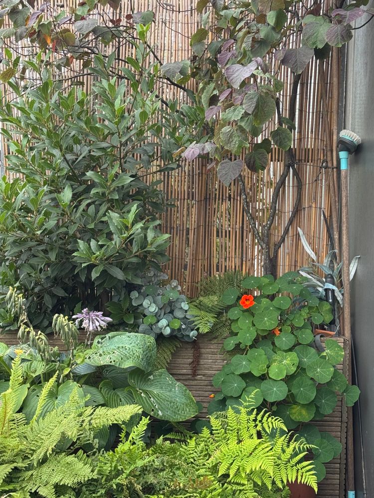Garden on my balcony. ❤️