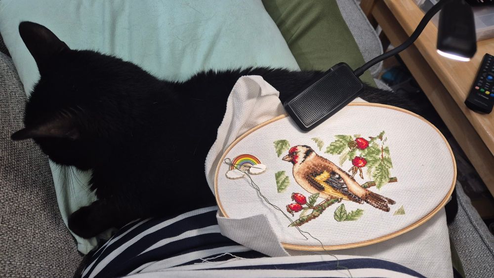 A black cat in a lap with an embroidery hoop on top