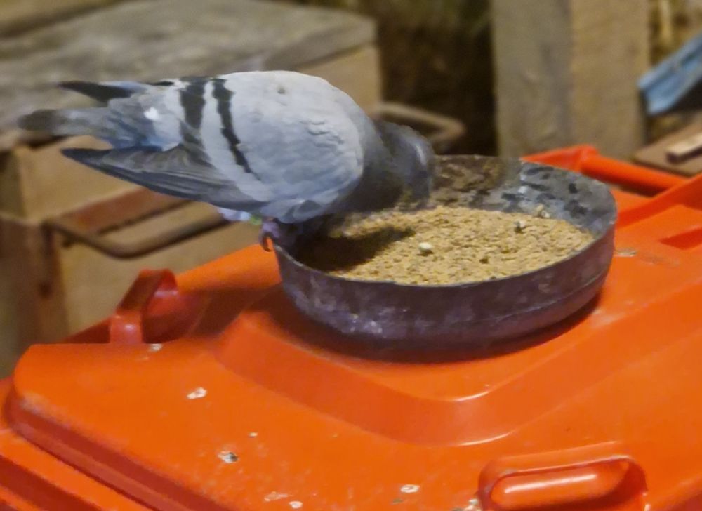 Günther Schweinsteigurr beim Mittagessen