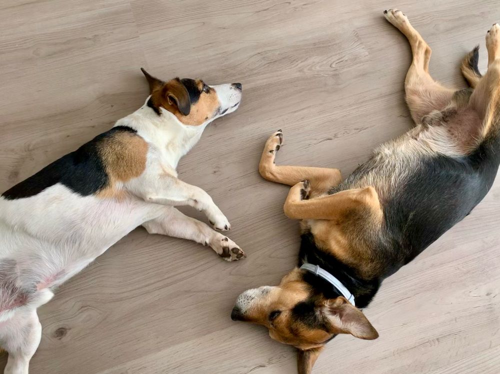 A photo of two dogs lying quietly on a wooden floor.