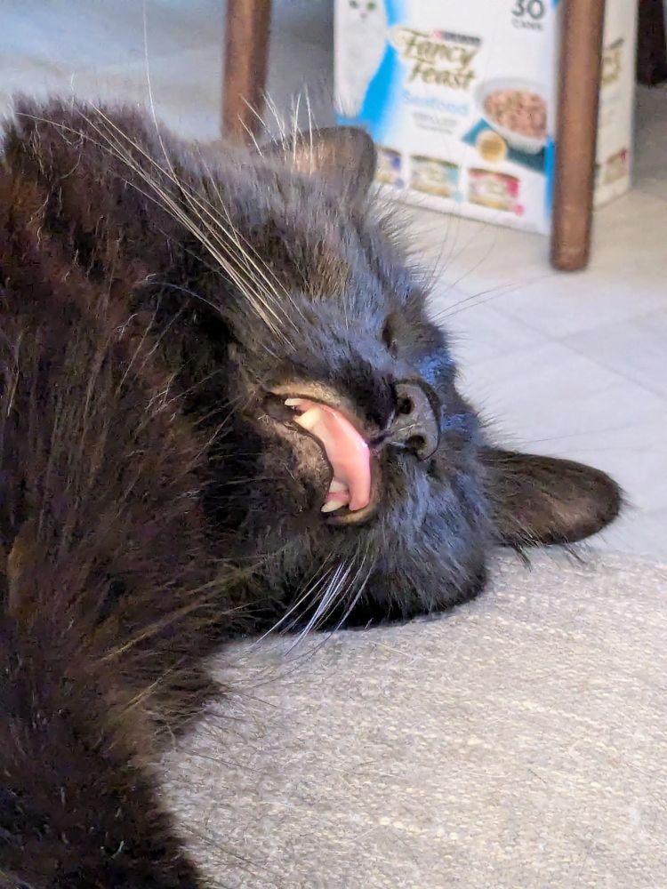 Belmont the cat, sleeping with his mouth open and tongue about to roll out 